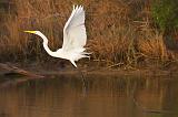 Egret Taking Wing_29078